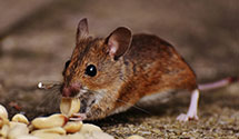 Find Exterminators in Bamberg County